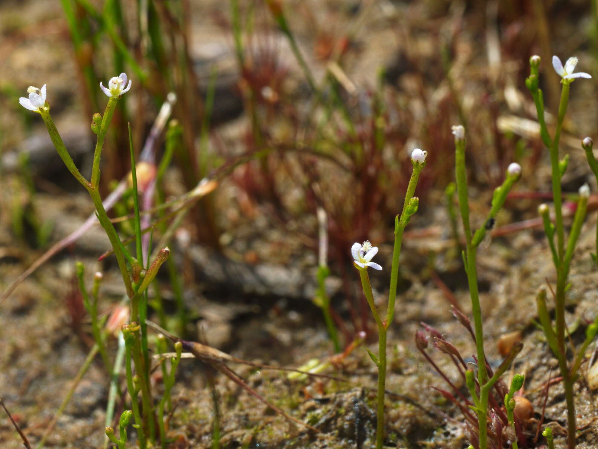 Image de Stylidium despectum R. Br.