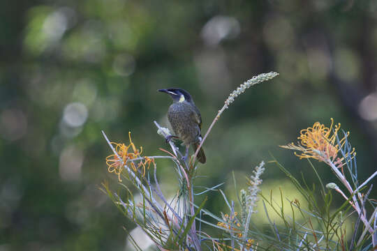 Image of Meliphaga Lewin 1808