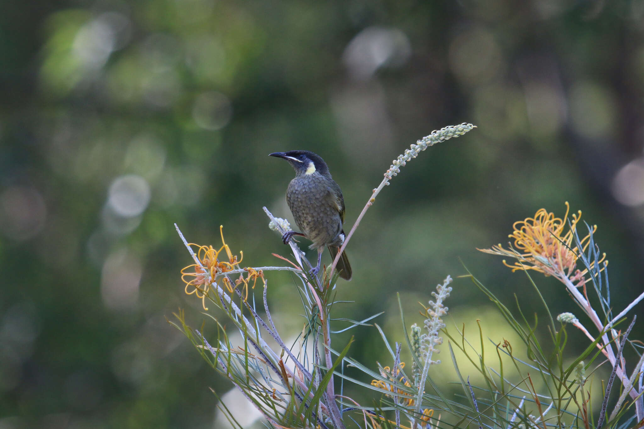 Image of Meliphaga Lewin 1808