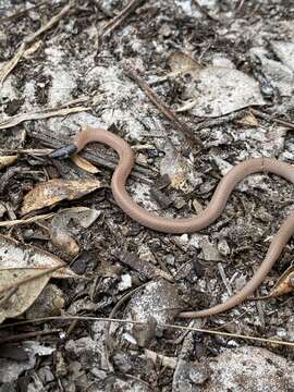 Image of Florida Crowned Snake