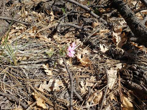 Image of Arizona phlox