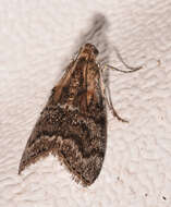 Image of Double-humped Pococera Moth