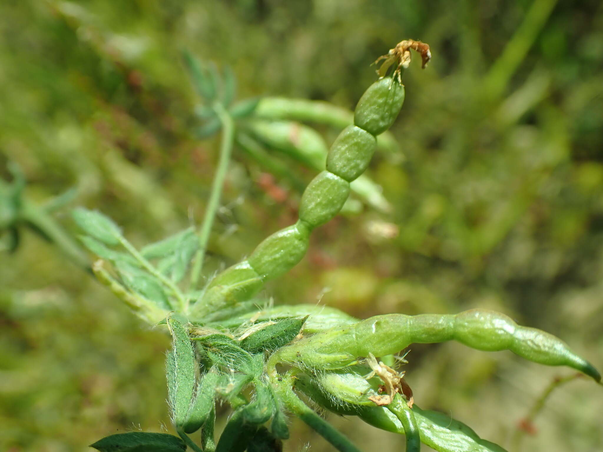 Imagem de Ornithopus sativus Brot.