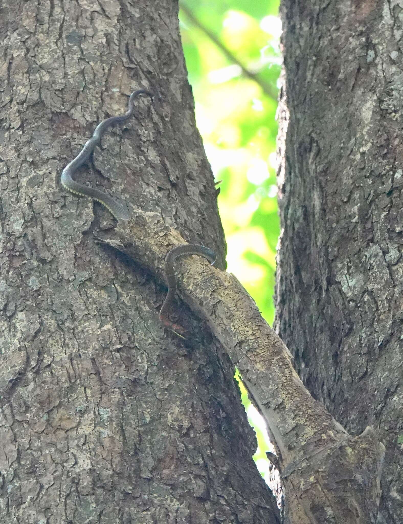 Image of Banded Flying Snake