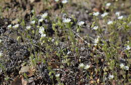 صورة Cerastium brachypetalum Desf. ex Pers.