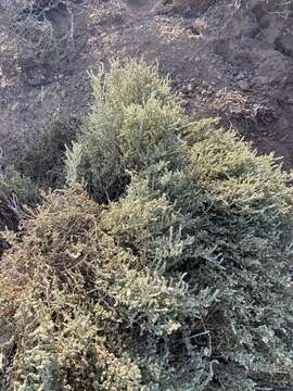 Image of Atriplex julacea S. Wats.