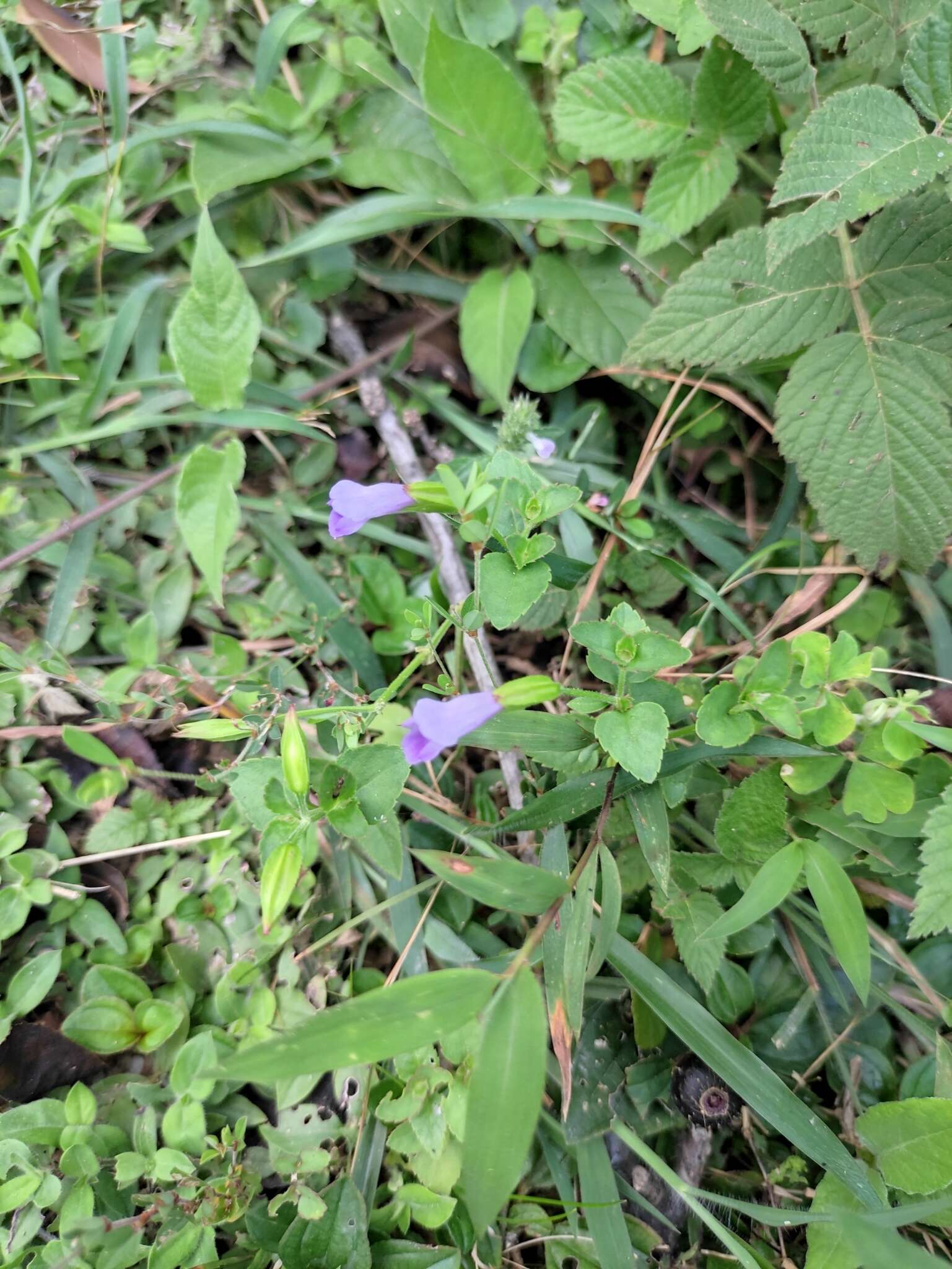 صورة Torenia asiatica L.