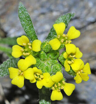 Sivun Alyssum montanum subsp. montanum kuva