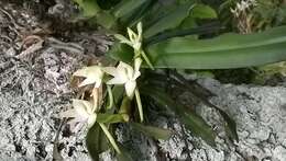 Image of Angraecum crassum Thouars