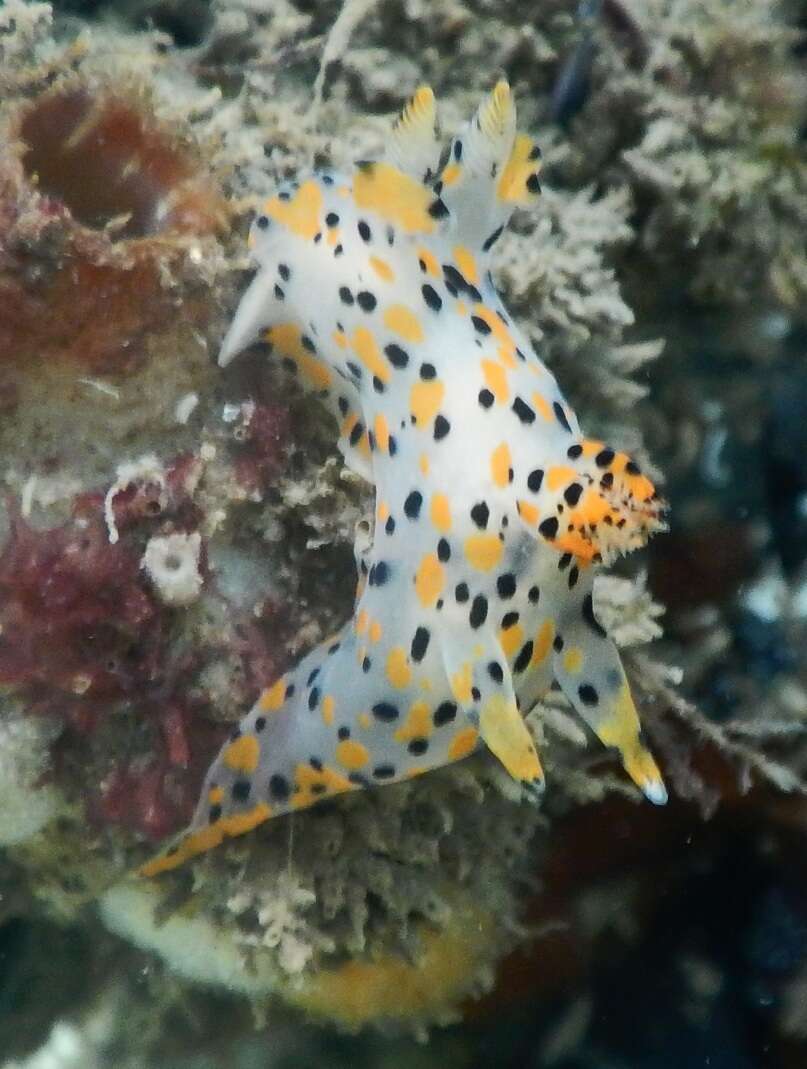 Image of Sea slug