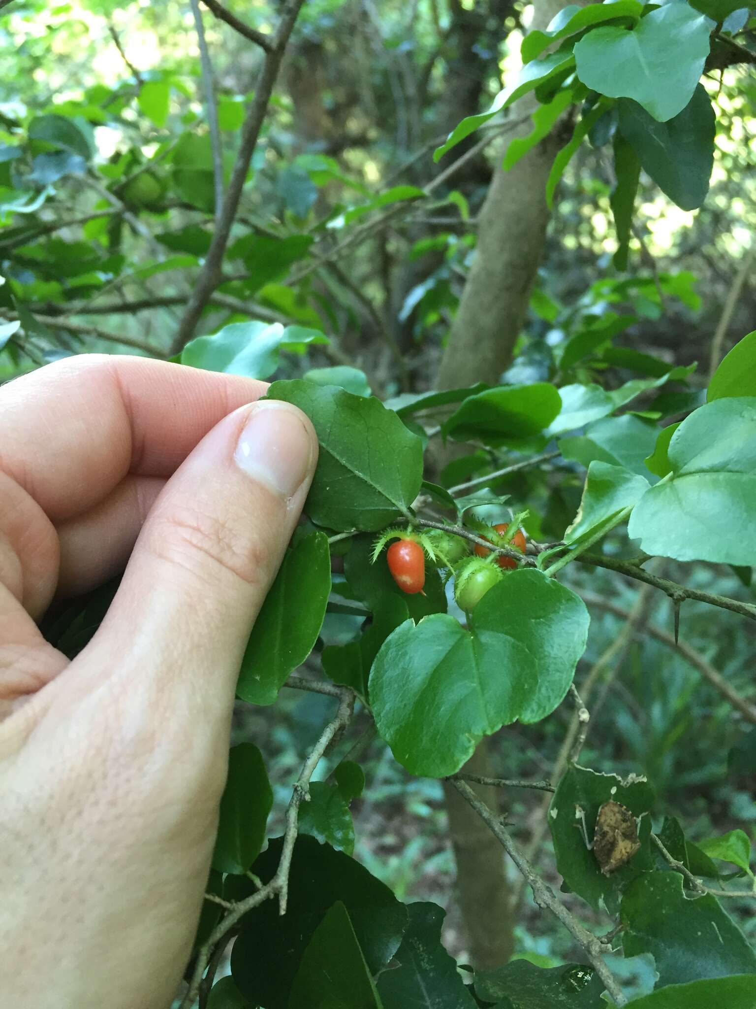 Image of Common sour-berry