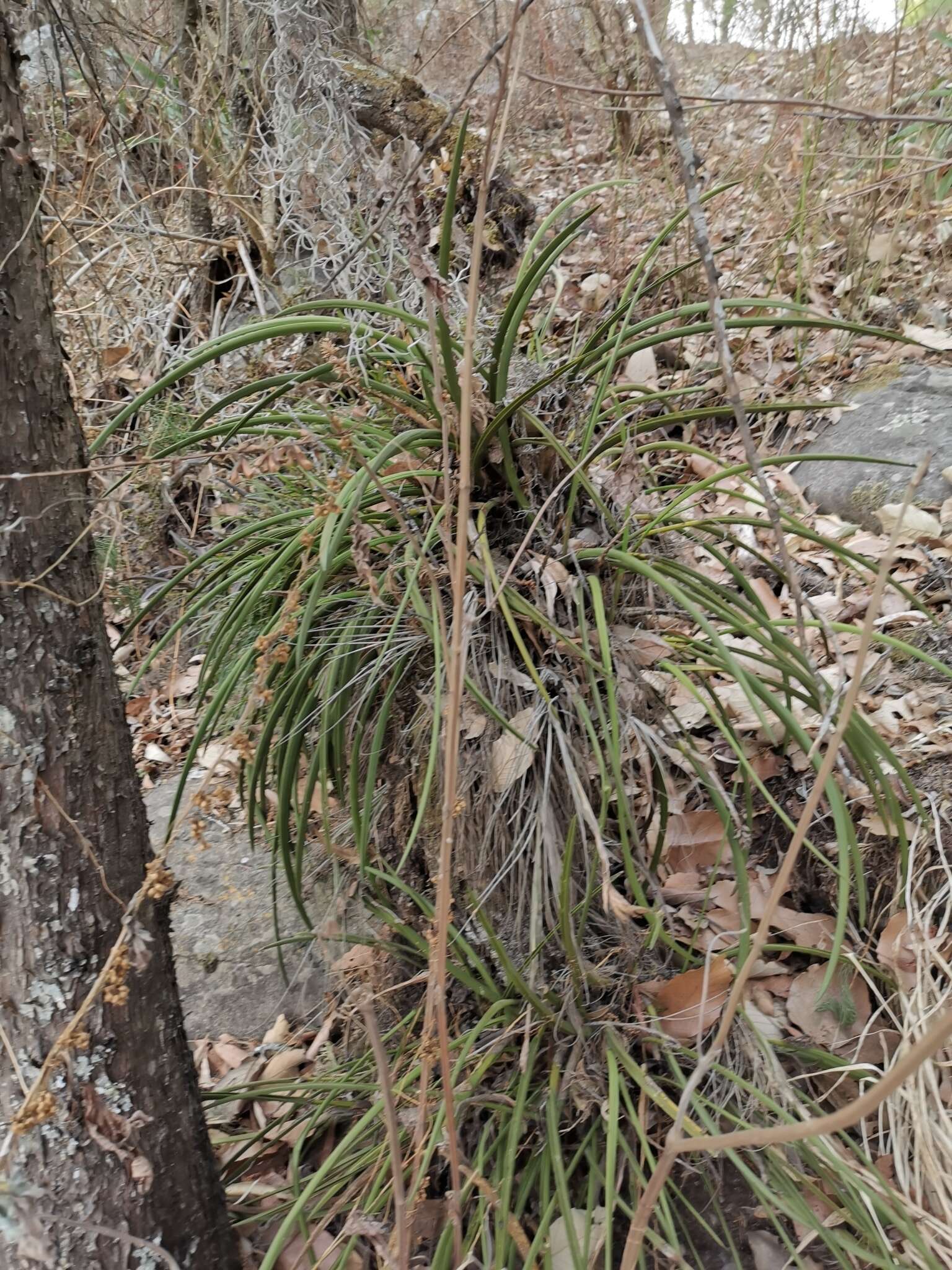 Imagem de Arpophyllum spicatum Lex.