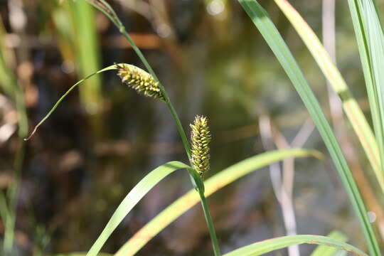 Imagem de Carex lacustris Willd.