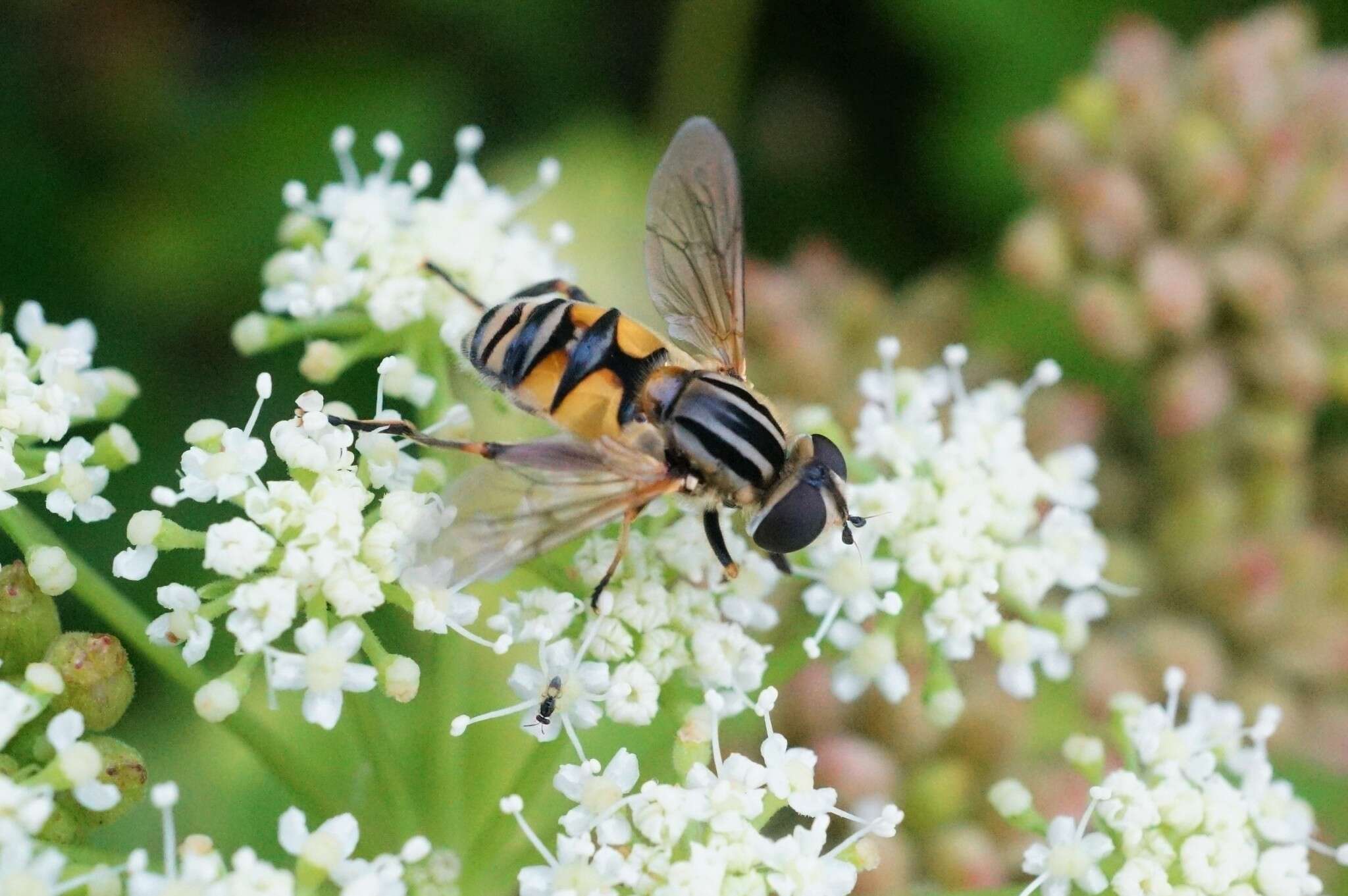 Слика од Mesembrius peregrinus (Loew 1846)