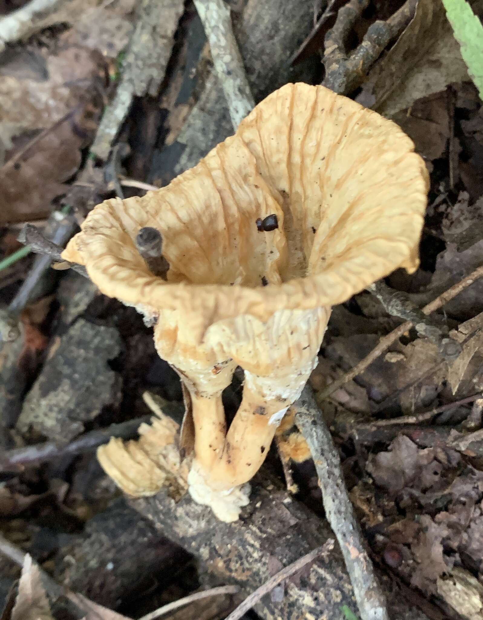 Image of Cymatoderma caperatum (Berk. & Mont.) D. A. Reid 1956