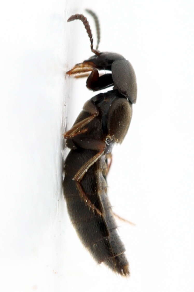 Image of Aleochara (Xenochara) brevipennis Gravenhorst 1806