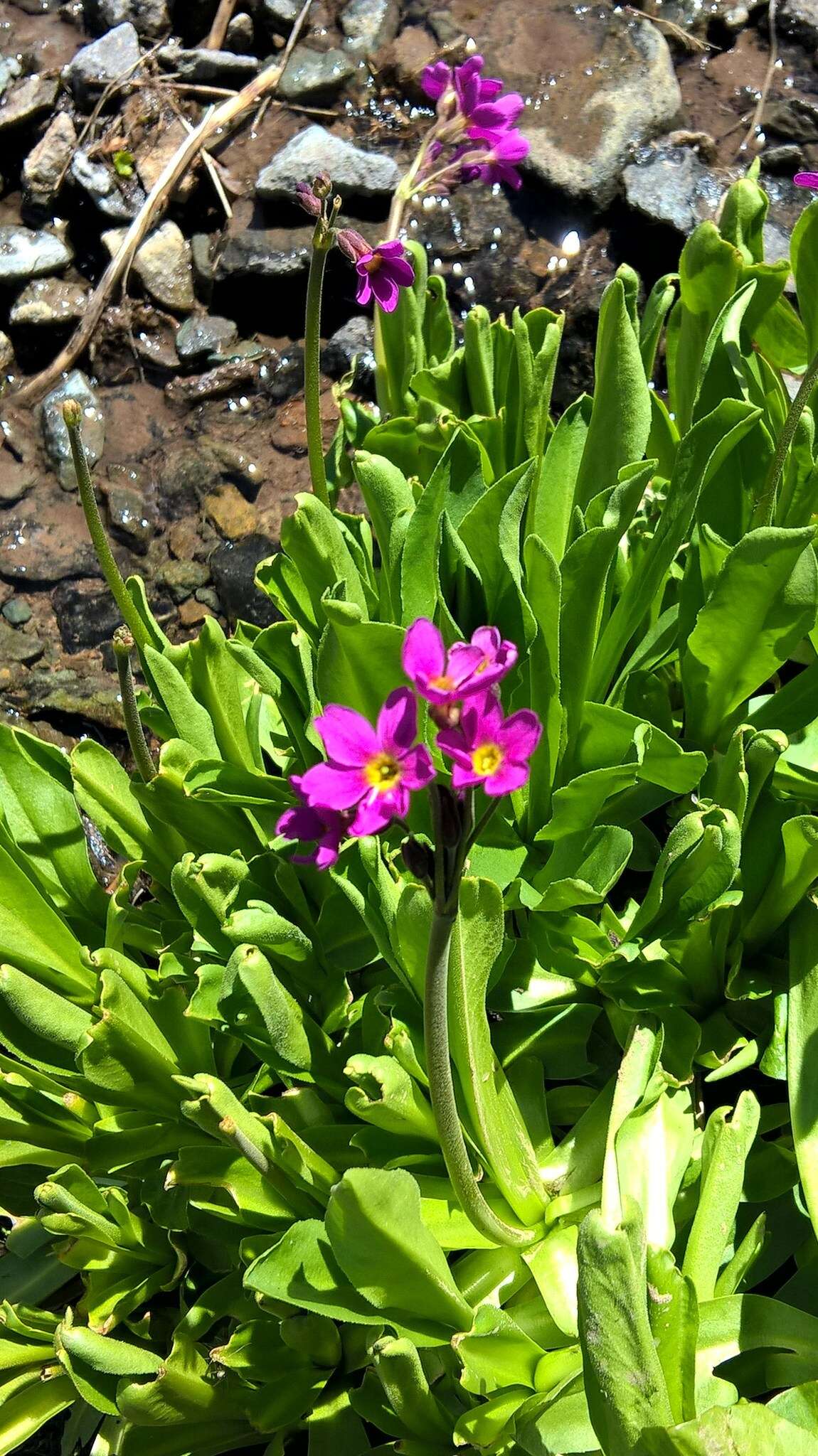 Primula parryi A. Gray resmi