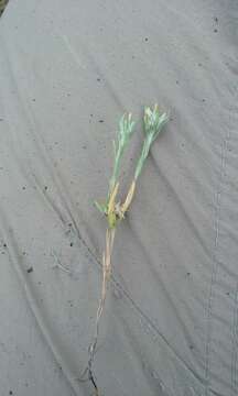 Image of Narrow-leaved cudweed