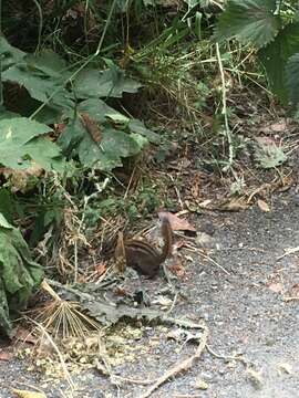 Image of Sonoma Chipmunk