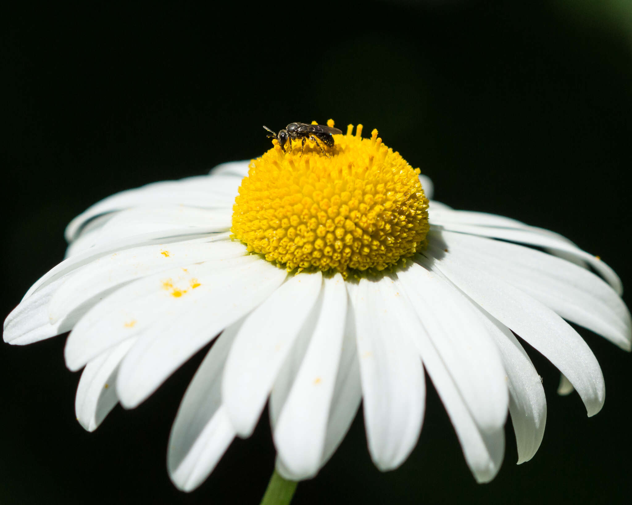 Lasioglossum sordidum (Smith 1853) resmi