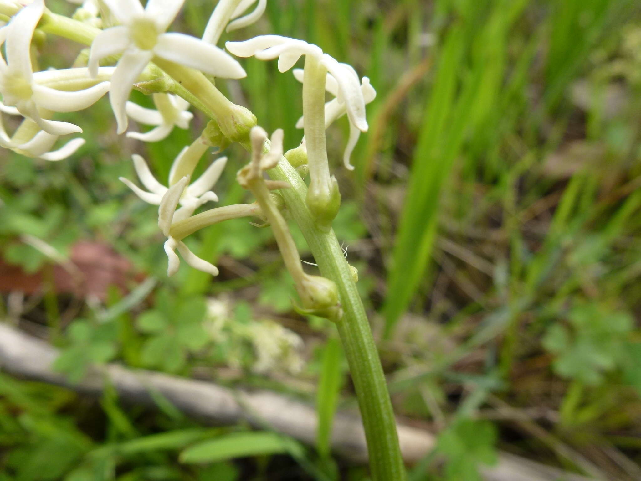 Слика од Stackhousia subterranea W. R. Barker