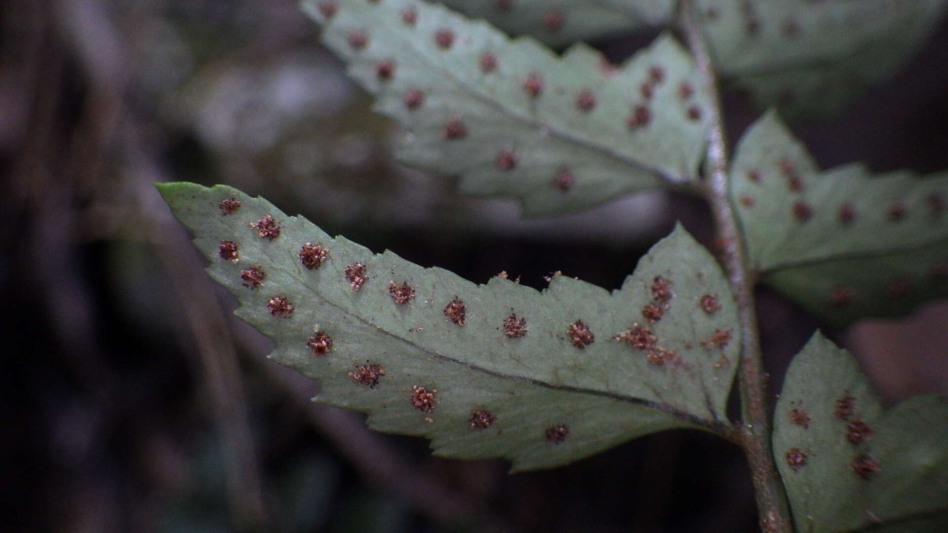 Polystichum trapezoides C. Presl的圖片