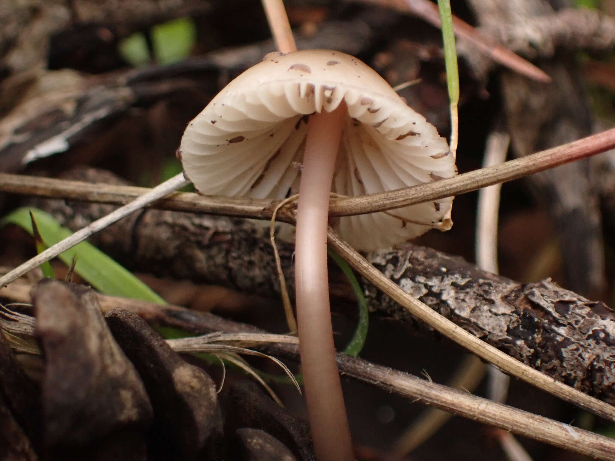 Image of Mycena seynii Quél. 1877