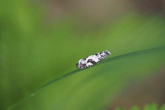 Image of Epinotia exquisitana