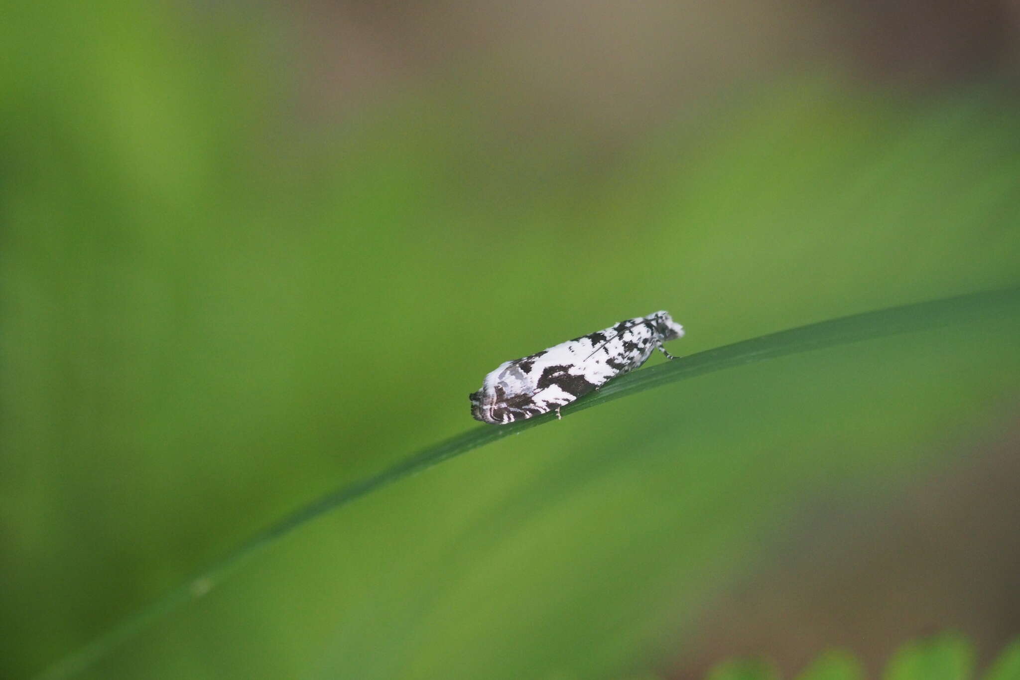 Image of Epinotia exquisitana