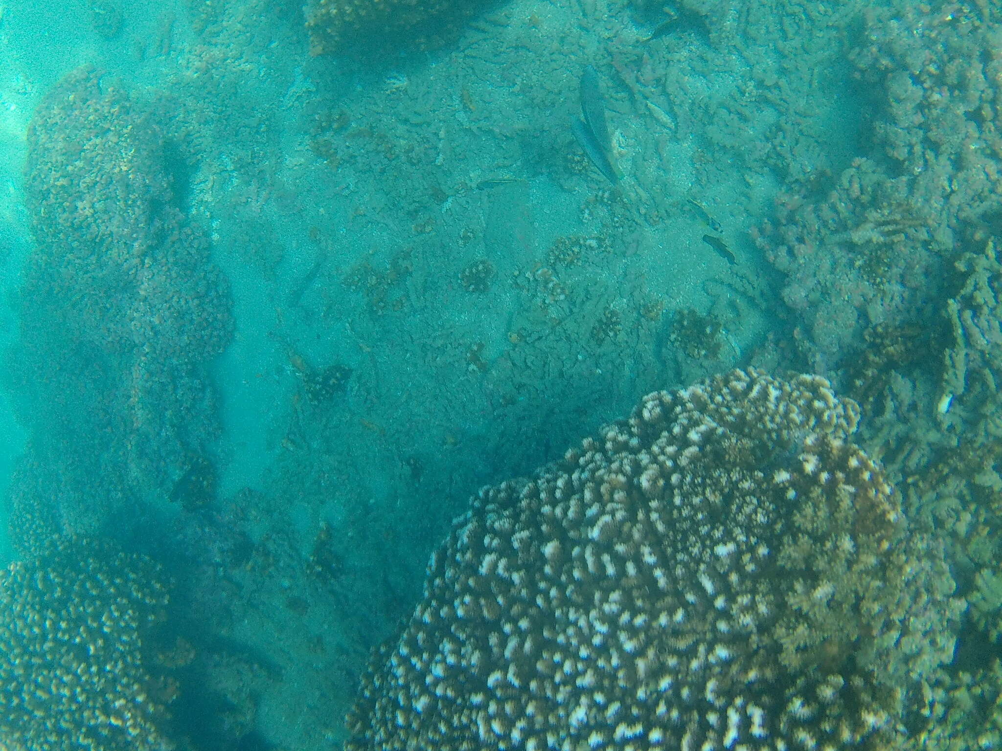 Image of Loosetooth parrotfish