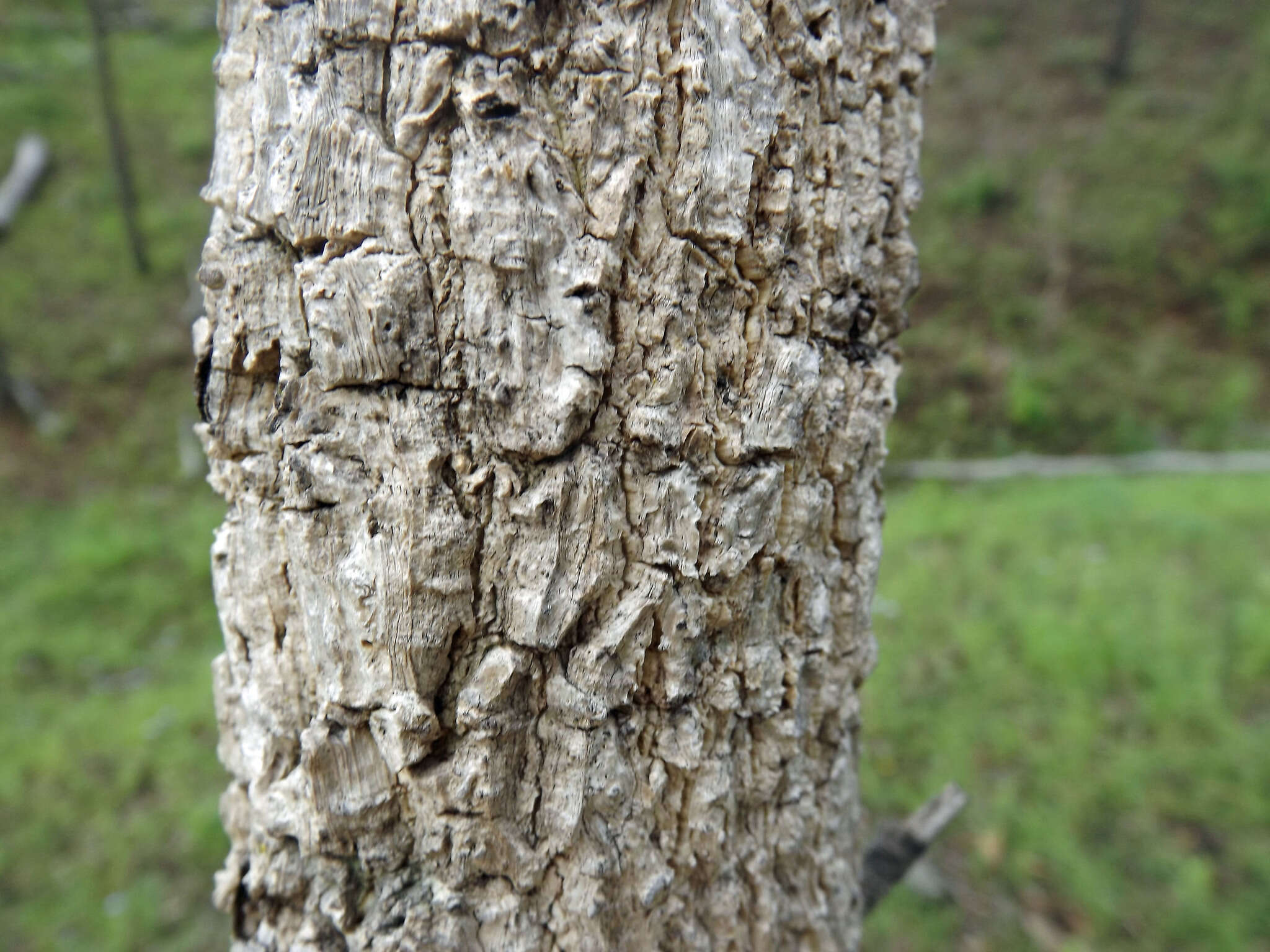 Слика од Vachellia bidwillii (Benth.) Kodela