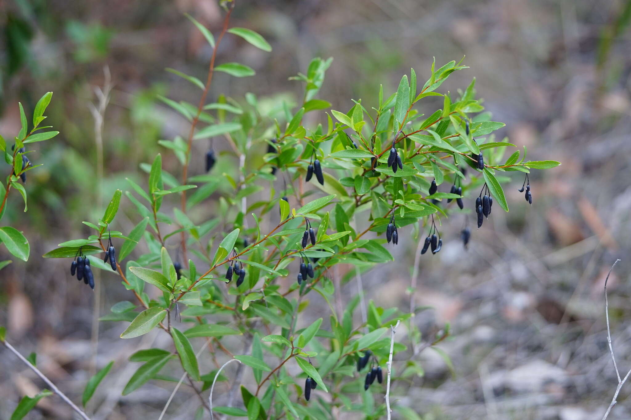 Imagem de Billardiera heterophylla (Lindl.) L. W. Cayzer & Crisp