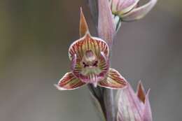 Calochilus robertsonii Benth.的圖片