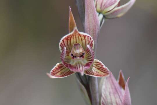 Calochilus robertsonii Benth.的圖片