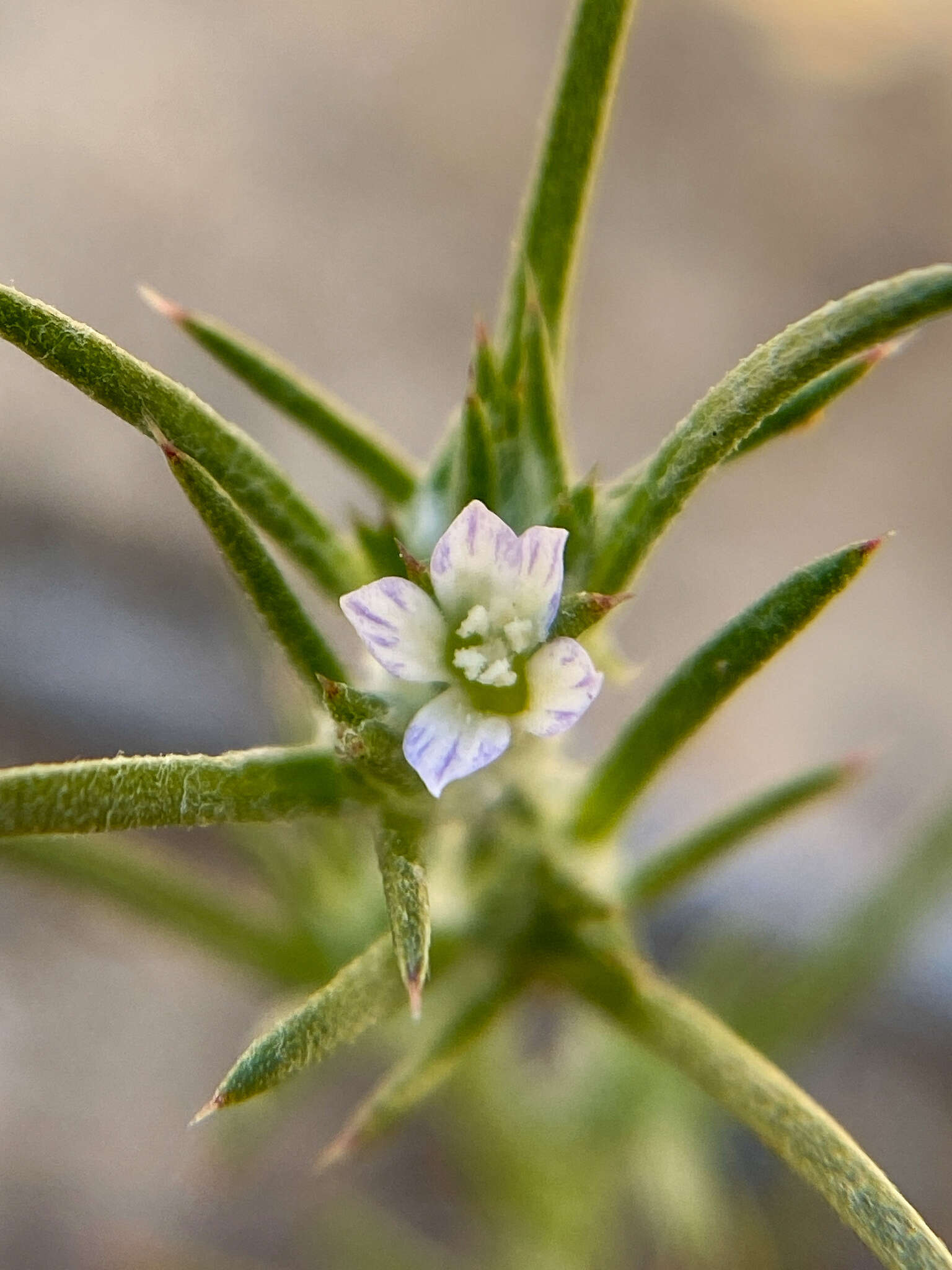 Image of Ertter's woollystar