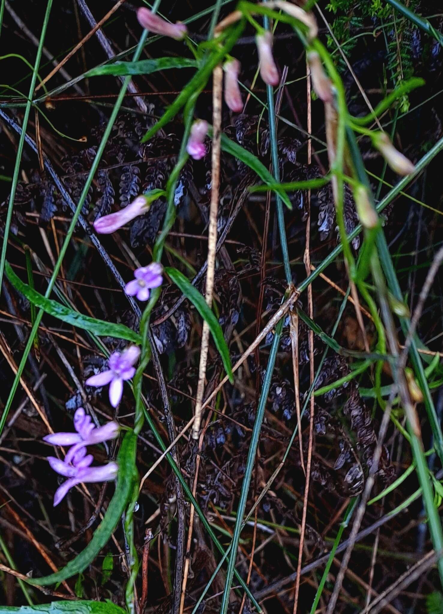 Image of Cyphia sylvatica Eckl. & Zeyh.