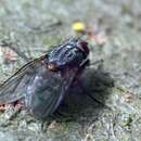 Image of House fly