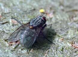 Image of House fly