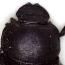 Image of Hamonthophagus depressus (Harold 1871)