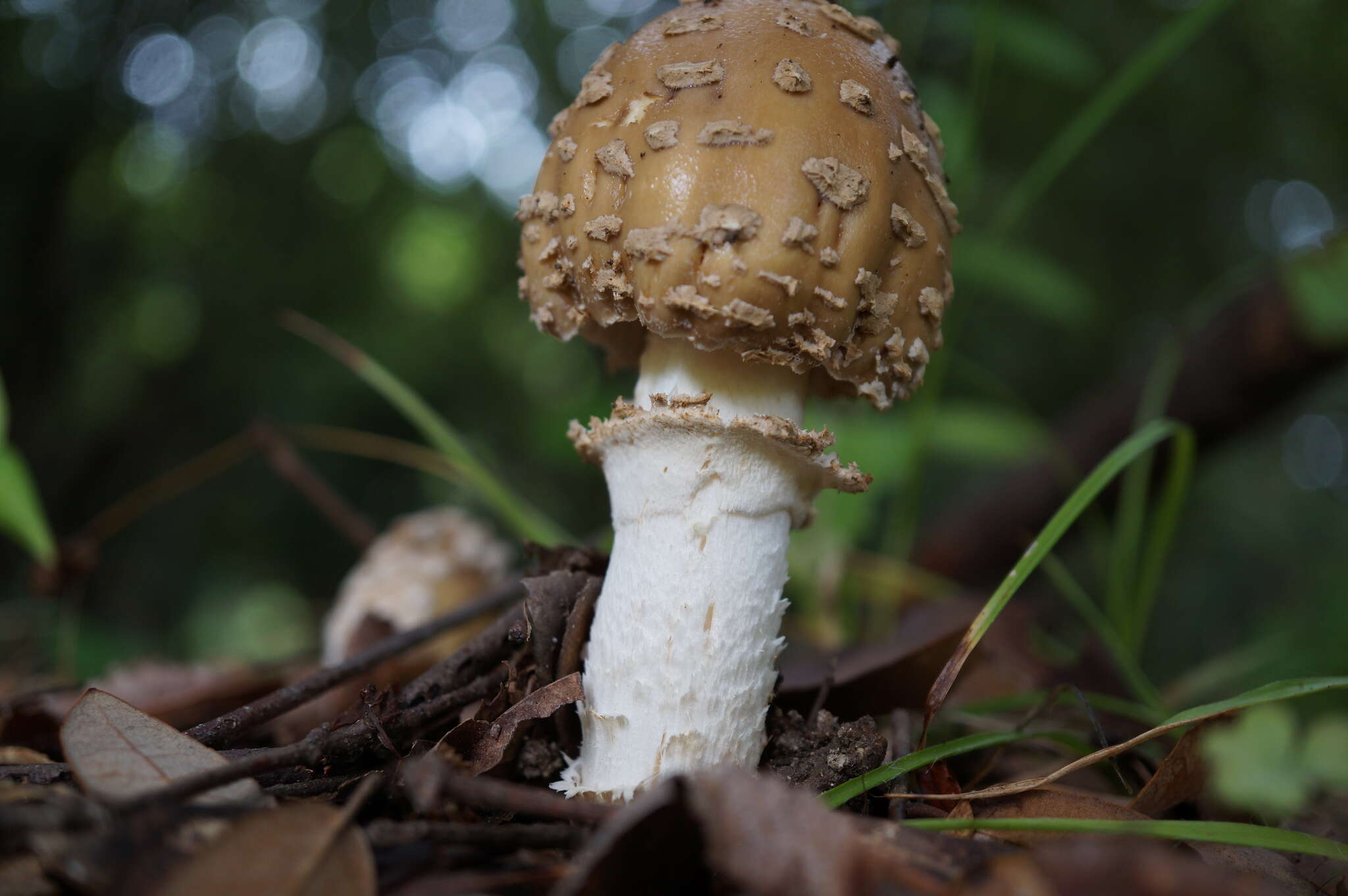 Слика од Amanita sychnopyramis Corner & Bas 1962