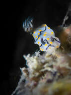 Image of Hypselodoris kanga Rudman 1977