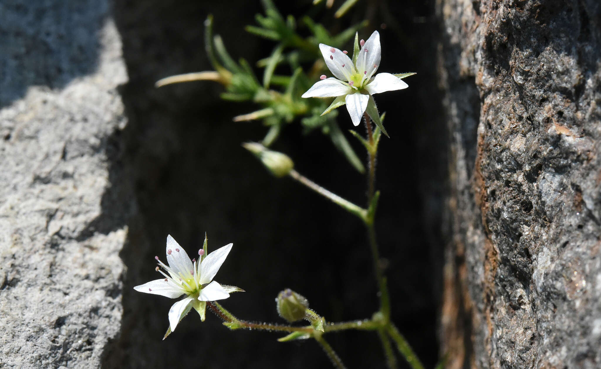 Image of brittle sandwort