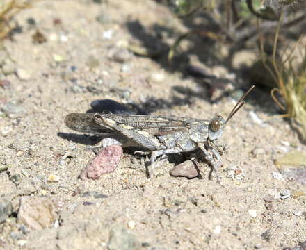 Image of Anconia integra Scudder & S. H. 1876