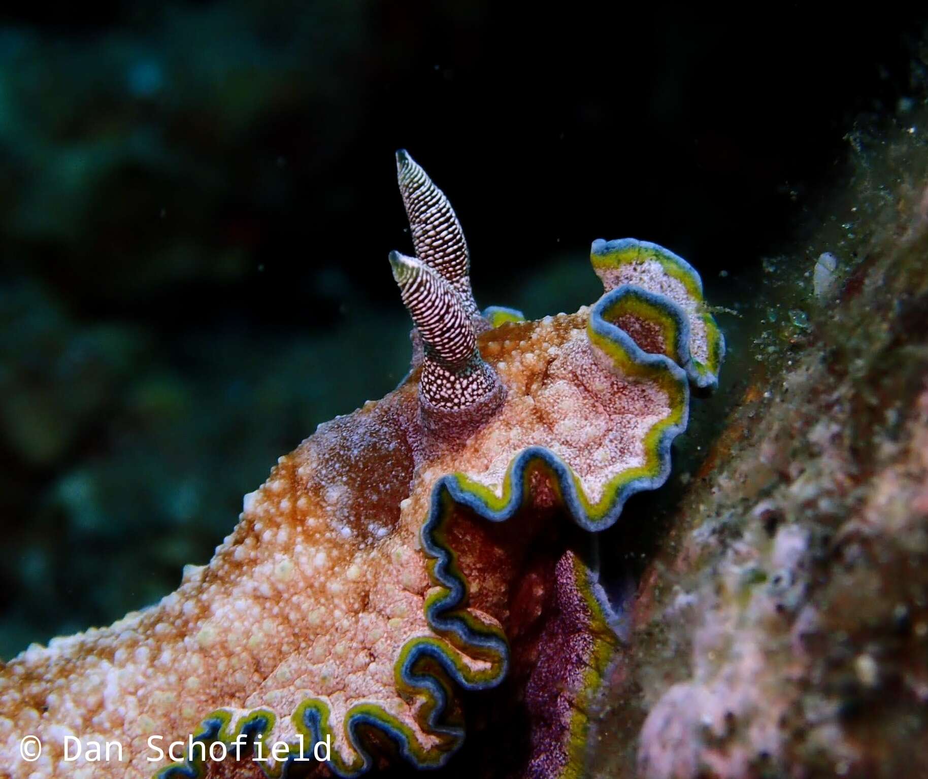 Image of Glossodoris acosti Matsuda & Gosliner 2018