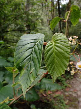 Слика од Begonia peruviana A. DC.