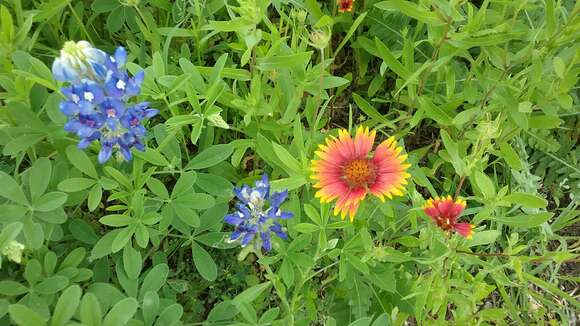 Image of <i>Gaillardia <i>pulchella</i></i> var. pulchella