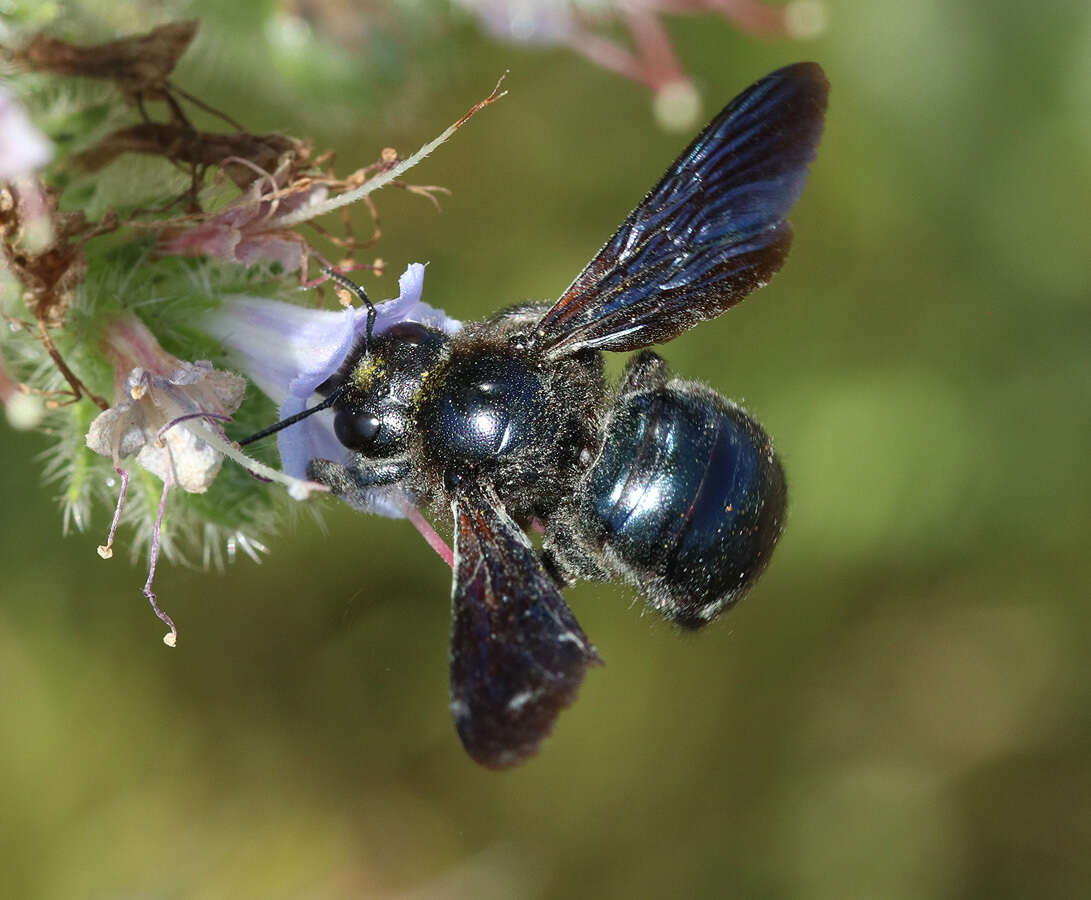 Plancia ëd Xylocopa iris (Christ 1791)