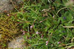 Image of pimpernel willowherb