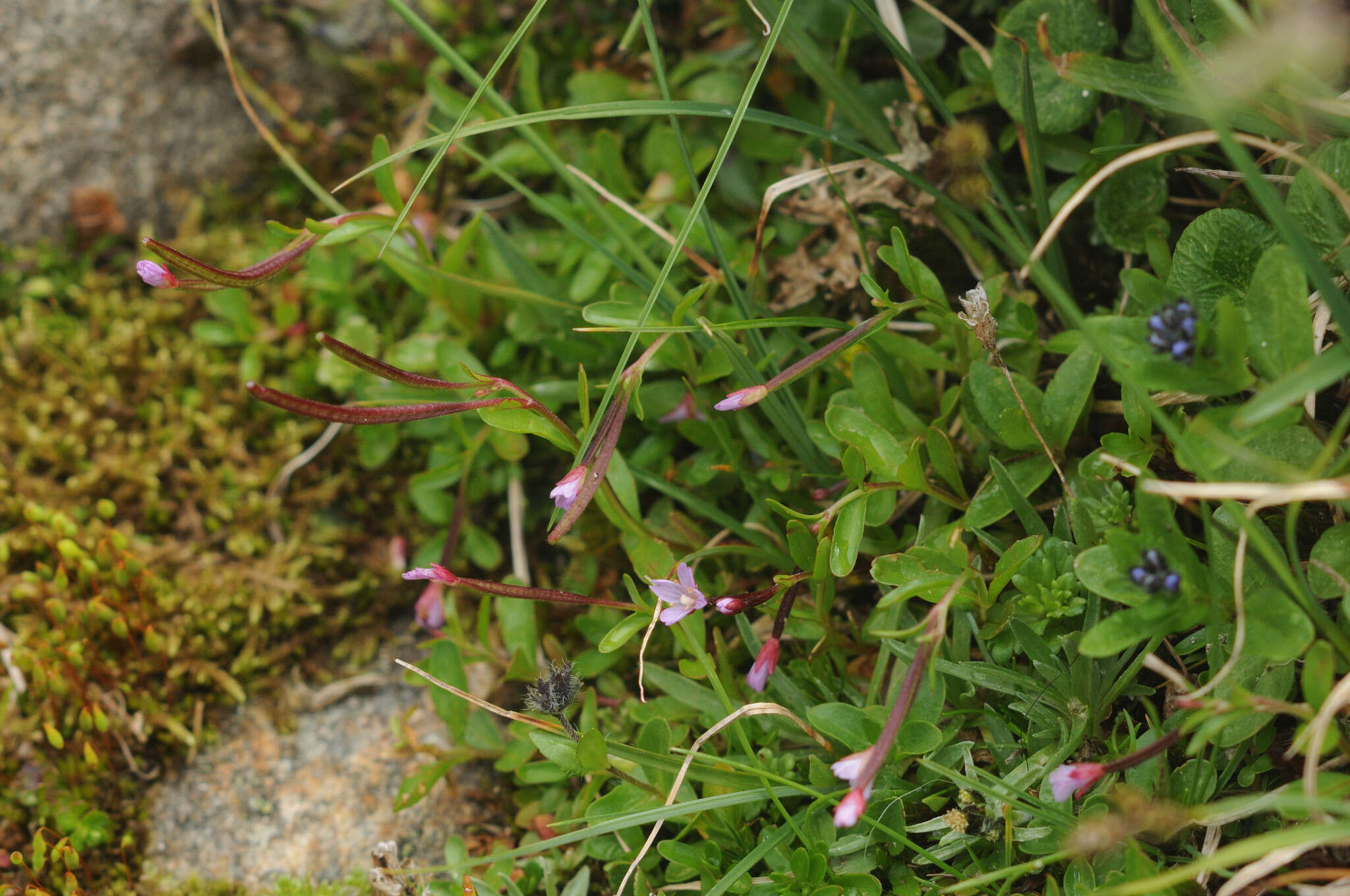 Image of pimpernel willowherb