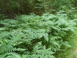 Image of Pteridium latiusculum subsp. pinetorum (C. N. Page & R. R. Mill) Fraser-Jenkins